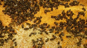 اوروبا متهمة بظاهرة ’انقراض النحل’